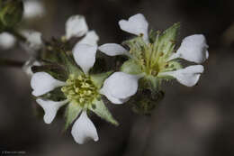 Image de Ivesia sericoleuca (Rydb.) Rydb.