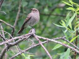 Image of Blue-capped Redstart