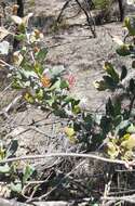 Image of Grevillea aquifolium Lindl.