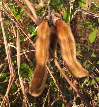 Plancia ëd Mucuna pruriens (L.) DC.