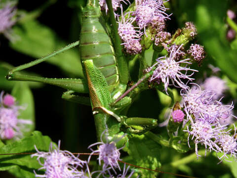 Image of Lesser Arid-land Katydid