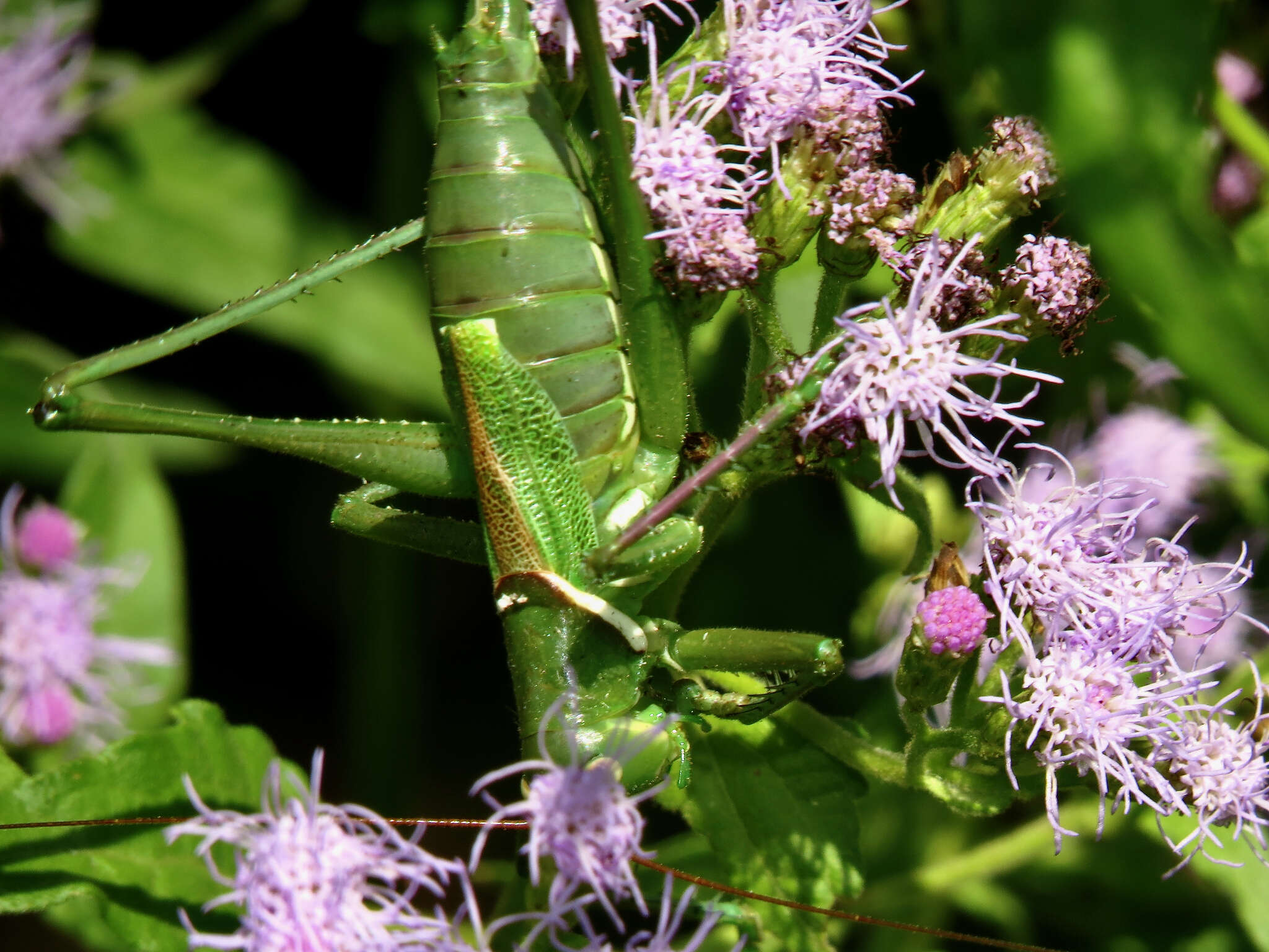 Sivun Neobarrettia victoriae (Caudell 1907) kuva