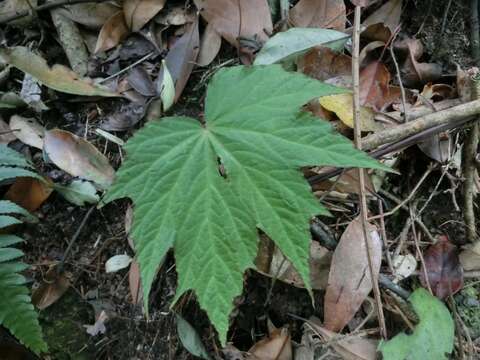 Image of Begonia circumlobata Hance