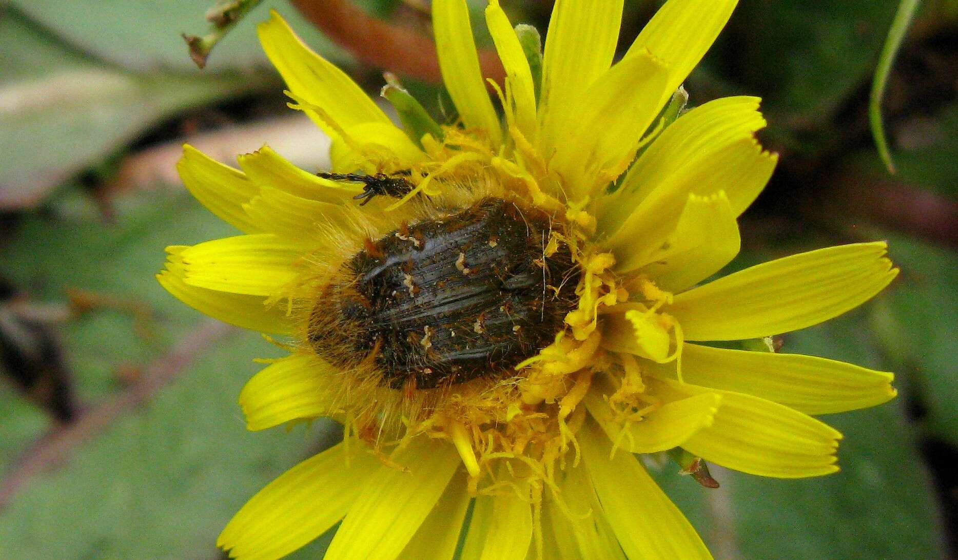 Image of Tropinota squalida (Scopoli 1763)