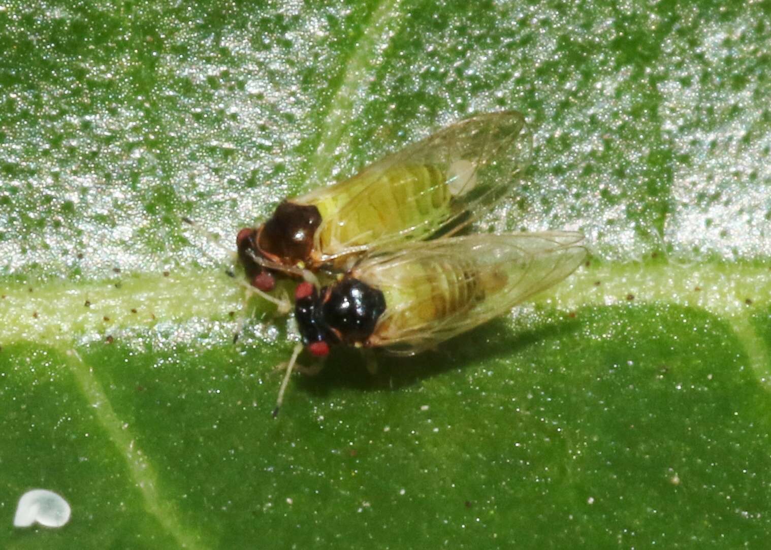 Image de Calophya minuta Tuthill 1942