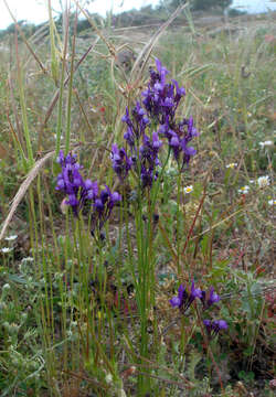 Sivun Linaria pelisseriana (L.) Mill. kuva