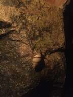 Imagem de <i>Bulimulus guadalupensis</i>