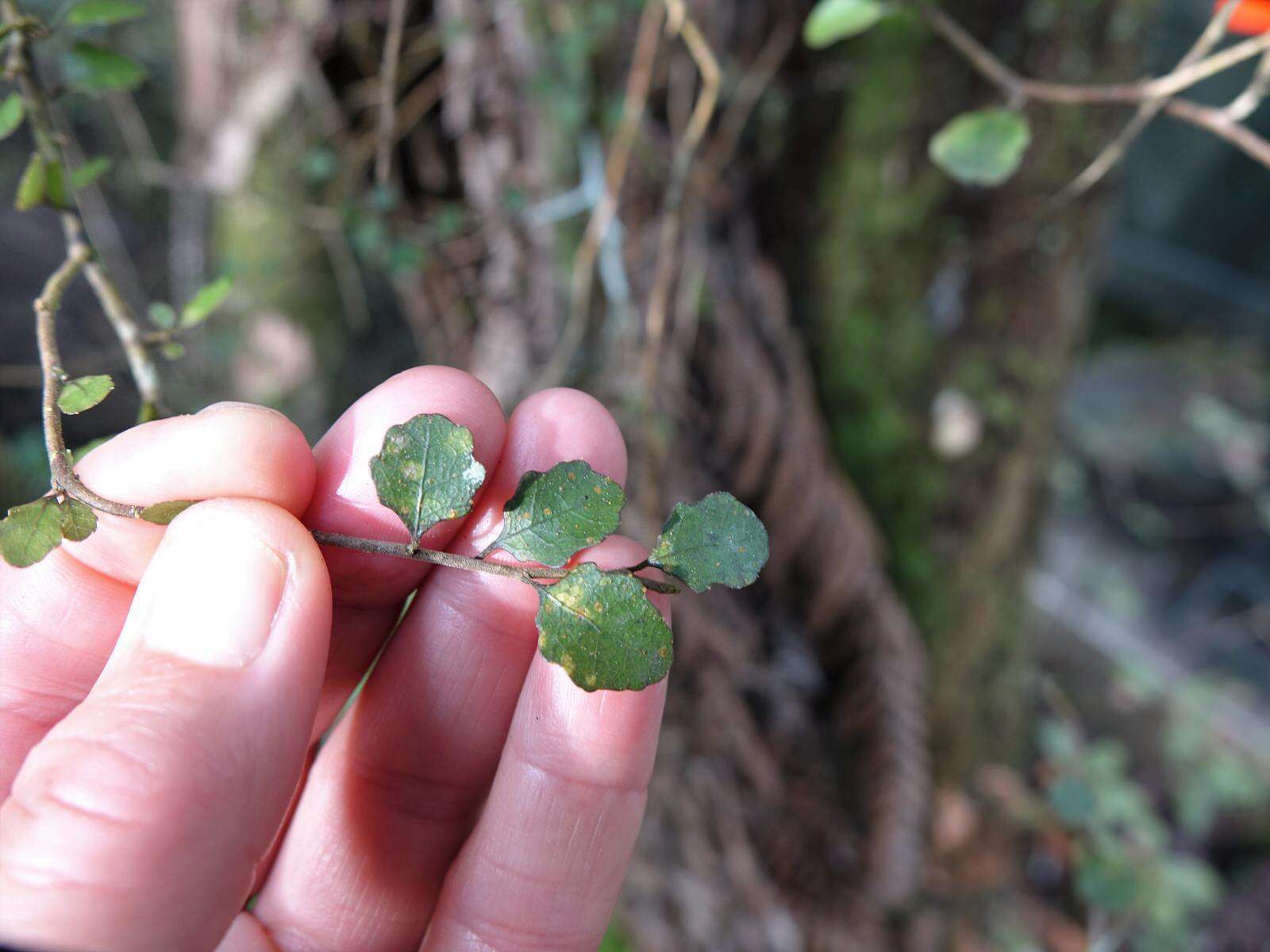 Imagem de Melicytus micranthus Hook. fil.