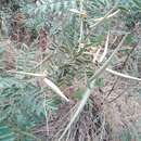 Plancia ëd Cynanchum acutum subsp. sibiricum (Willd.) K. H. Rechinger