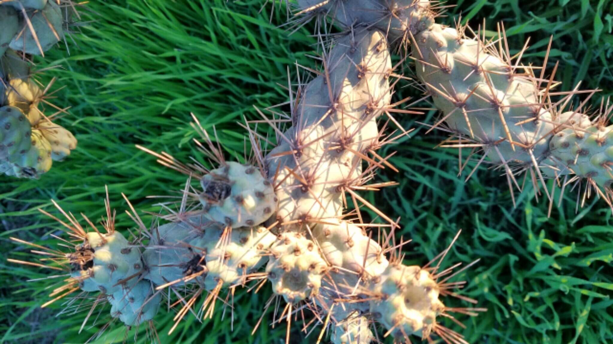 Image of coastal cholla