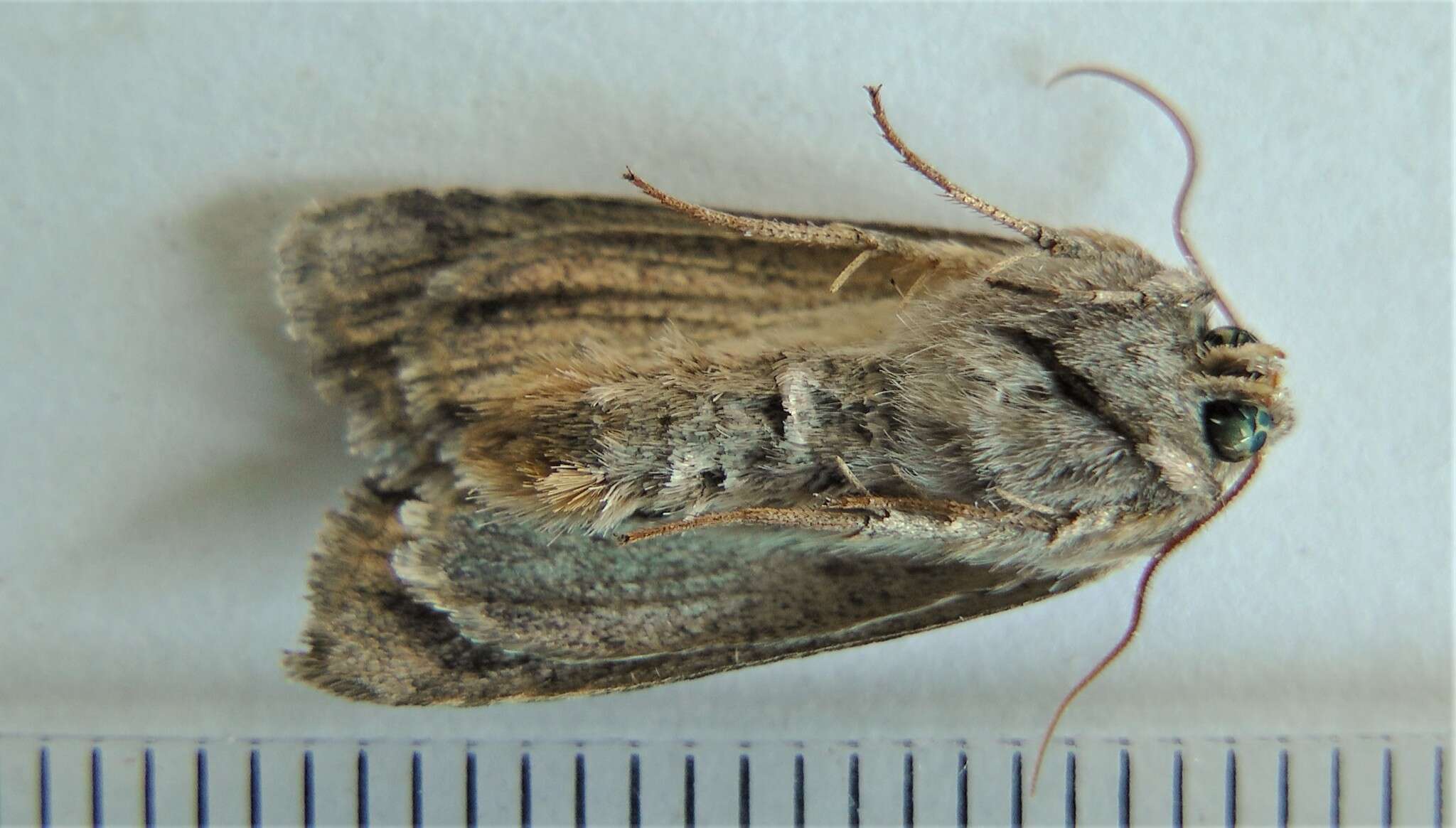 Image of Aster Cutworm