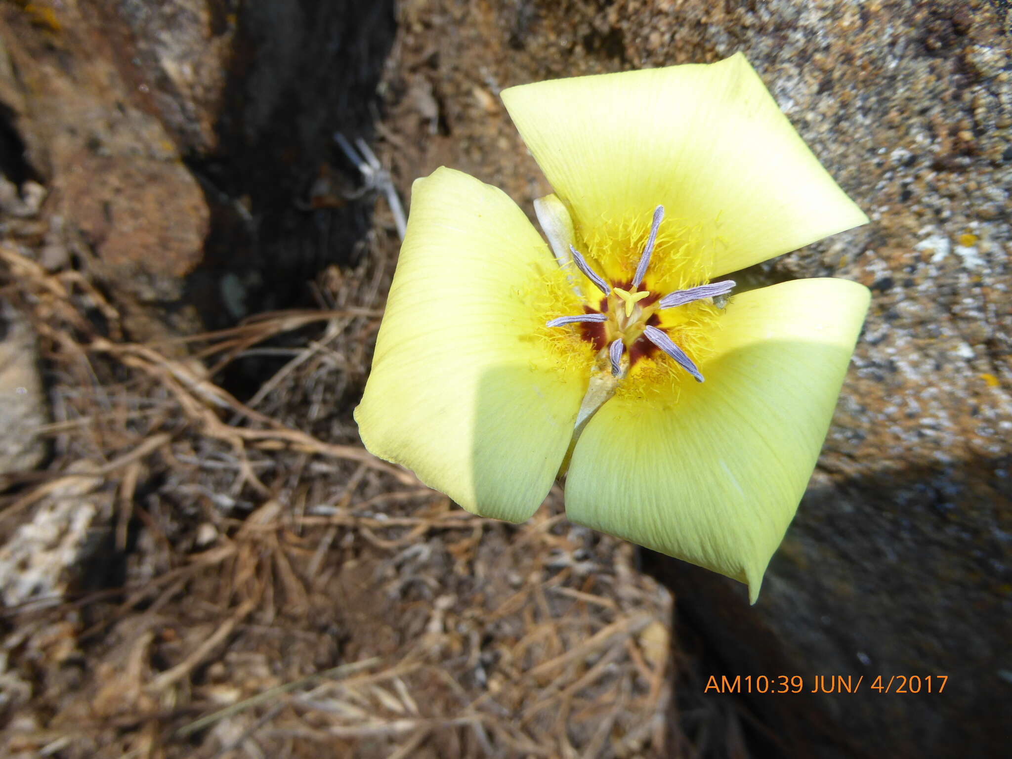 Image of goldenbowl mariposa lily