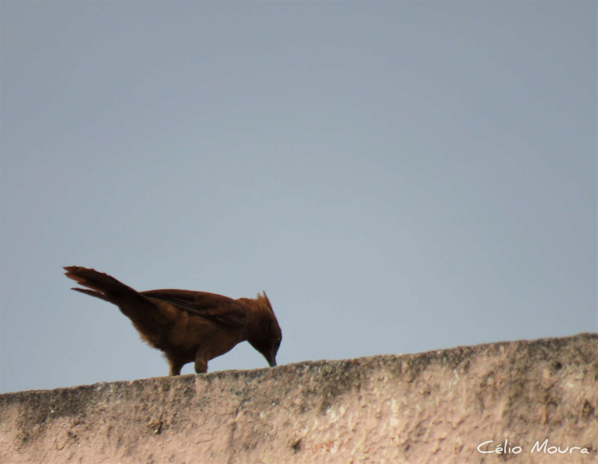 Image of Caatinga Cacholote