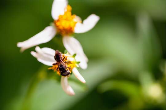 Halictus poeyi Lepeletier 1841的圖片