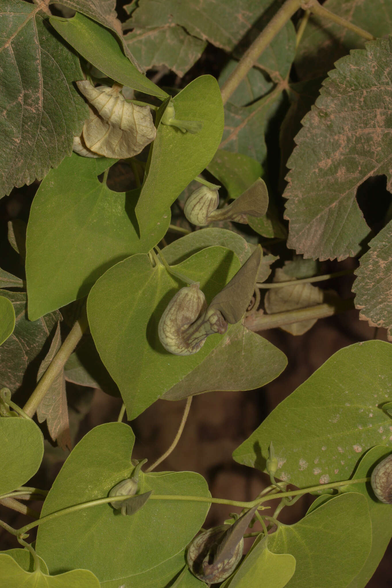 Image de Aristolochia argentina Griseb.