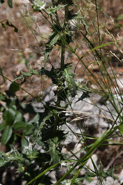 Image of Echinops sphaerocephalus subsp. albidus (Boiss. & Spruner) Kozuharov