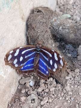 Image of Myscelia cyaniris Doubleday (1848)