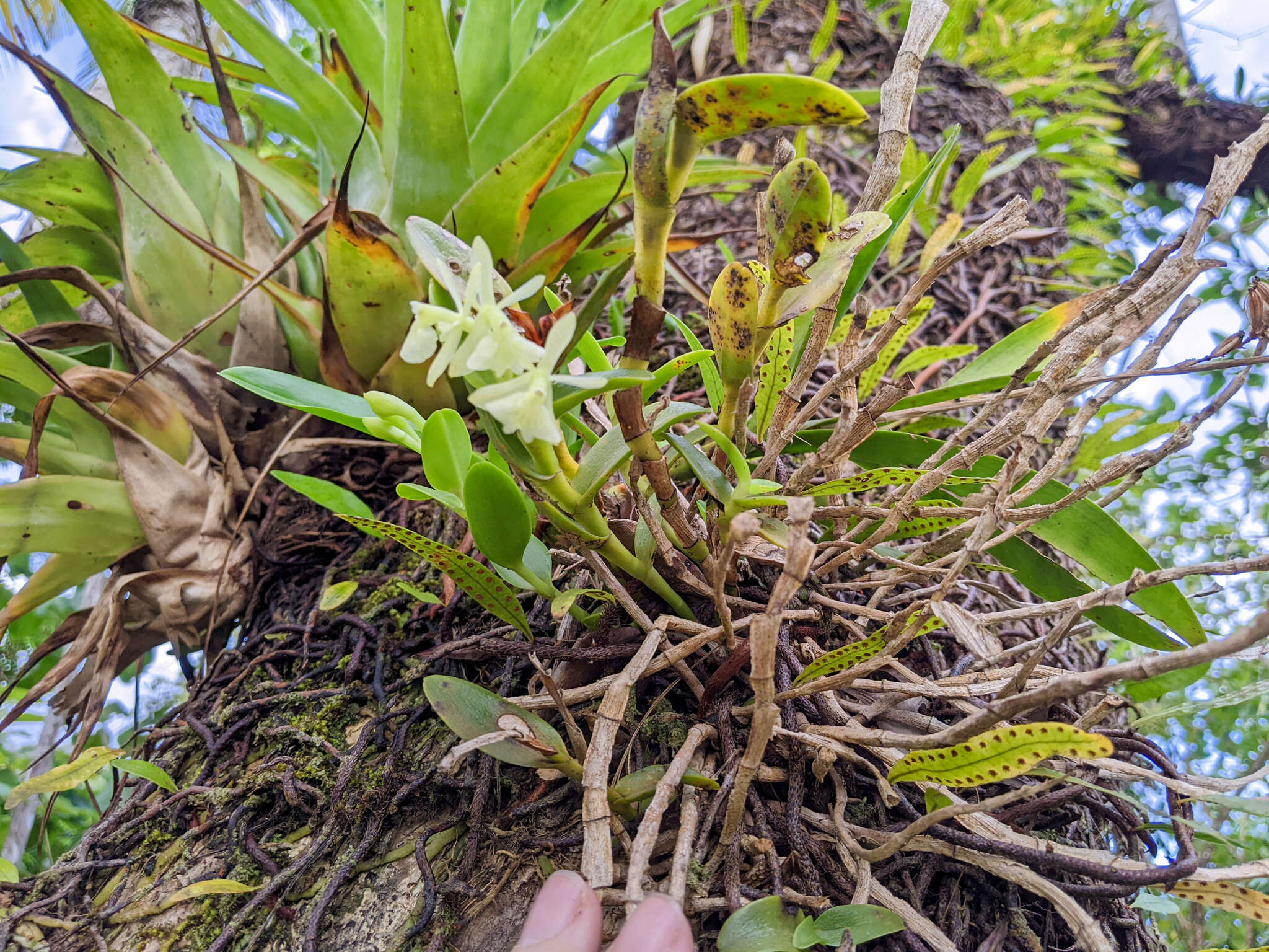 Image of Epidendrum difforme Jacq.