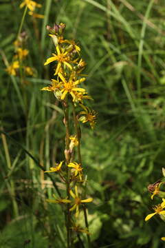 Image of Ligularia sibirica subsp. lydiae (Minderova) N. N. Tzvel.