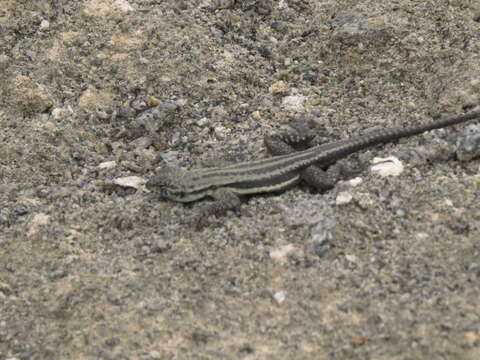 Image of Four-banded Pacific Iguana