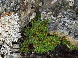 Image of Abrotanella pusilla (Hook. fil.) Hook. fil.