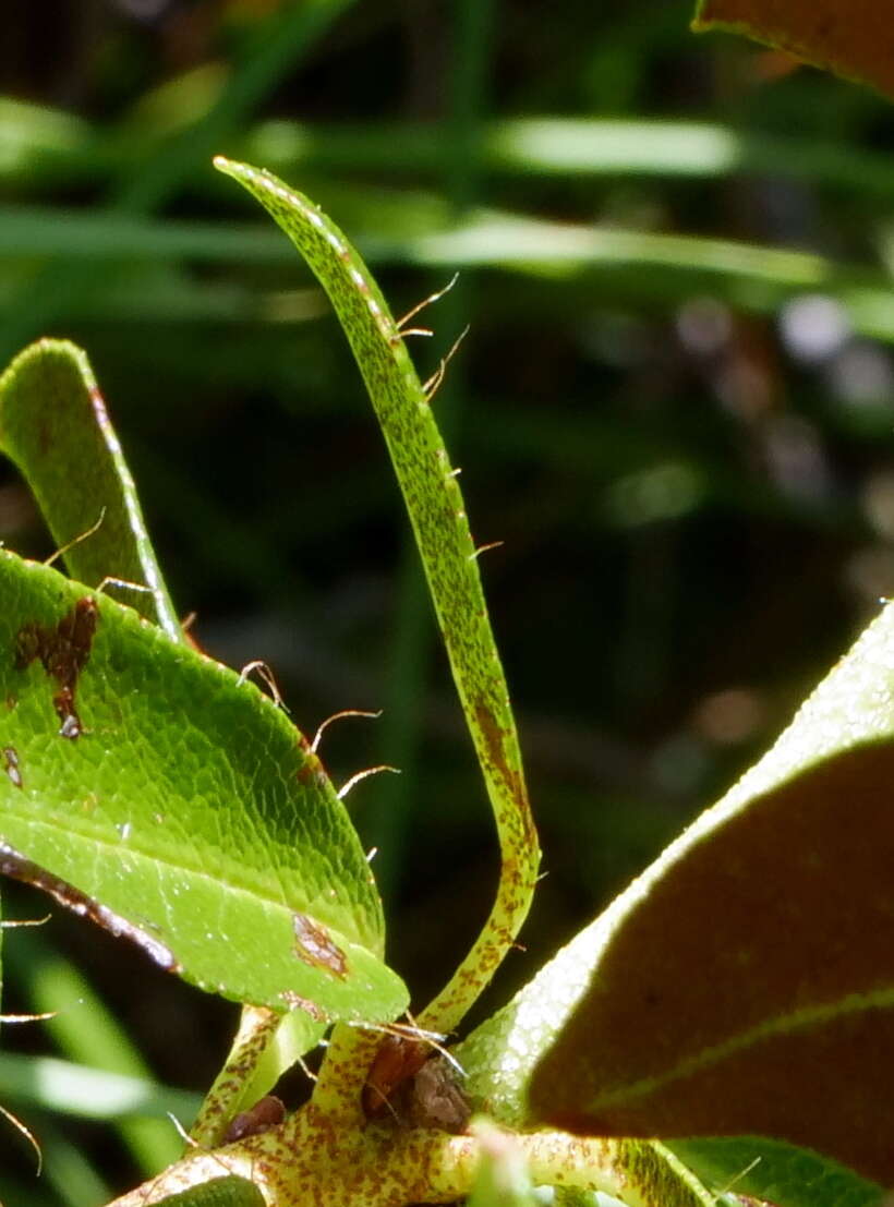 Image of Rhododendron × intermedium