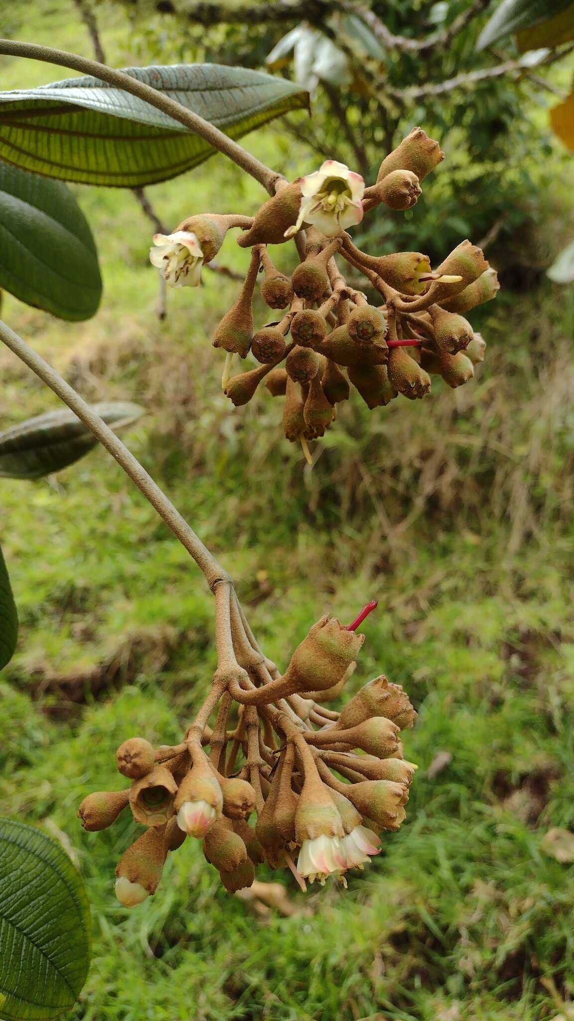 صورة Chalybea corymbifera Naud.