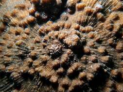 Image of Brown plating hard coral