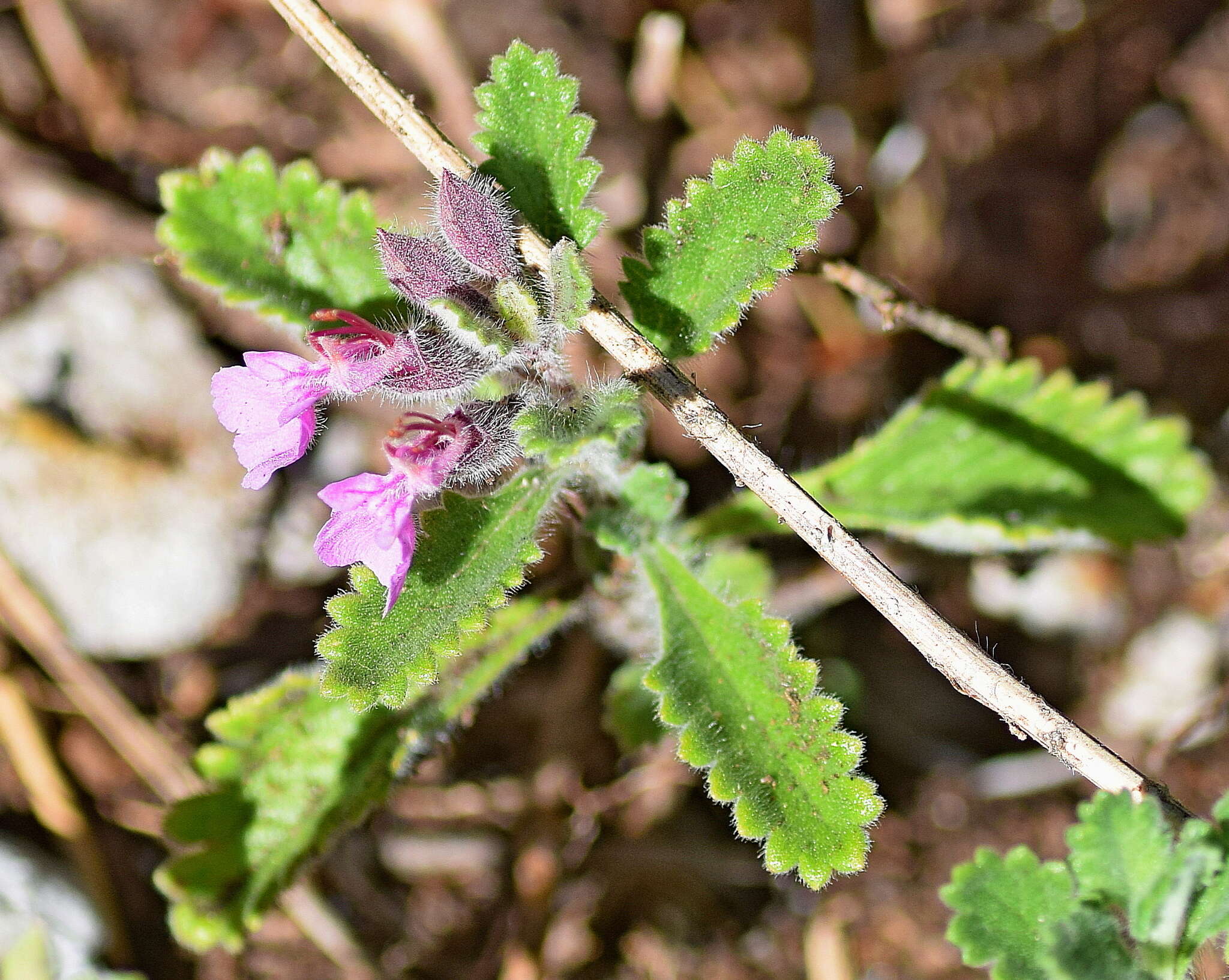 Image of Teucrium chamaedrys subsp. olympicum Rech. fil.