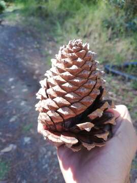 Image of Pinus pseudostrobus var. apulcensis (Lindl.) Shaw