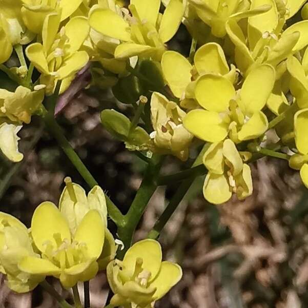 Image of Buckler Mustard