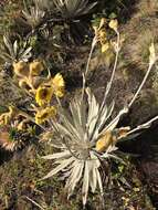 Image of Espeletia grandiflora Humb. & Bonpl.