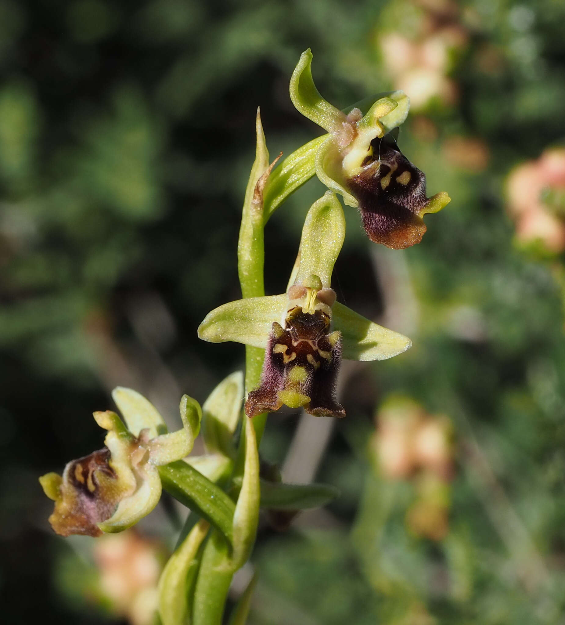 Image of Ophrys fuciflora subsp. bornmuelleri (M. Schulze) B. Willing & E. Willing