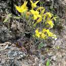 Image of Kalanchoe spathulata var. garambiensis (Kudô) H. Ohba