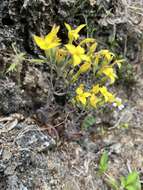 Kalanchoe spathulata var. garambiensis (Kudô) H. Ohba resmi