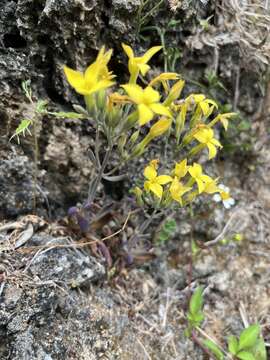 Image of Kalanchoe spathulata DC.