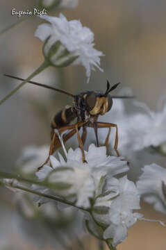 Image of Conops quadrifasciatus De Geer 1776