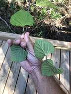 Image of largeroot morning-glory