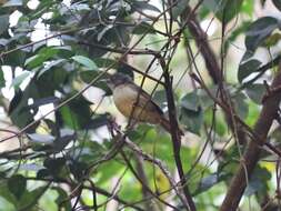 Image of White-throated Greenbul