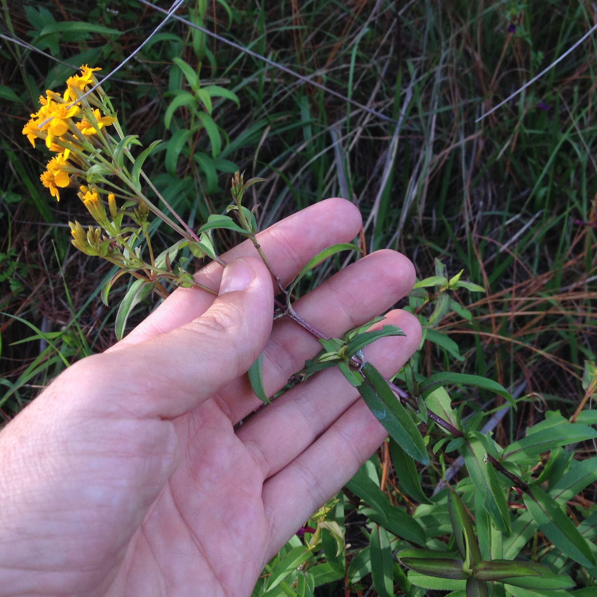 Image of sweetscented marigold