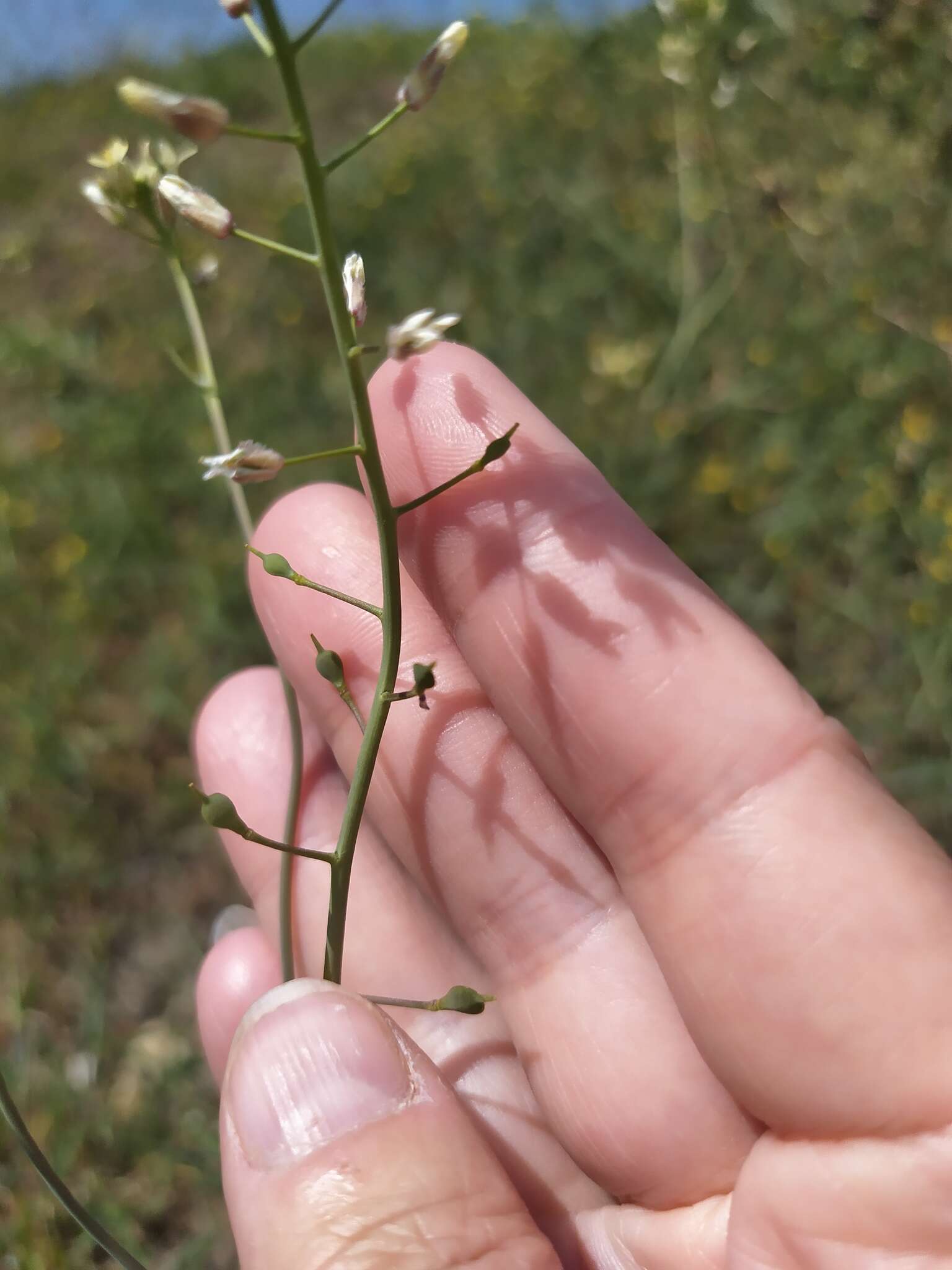 Image of graceful false flax