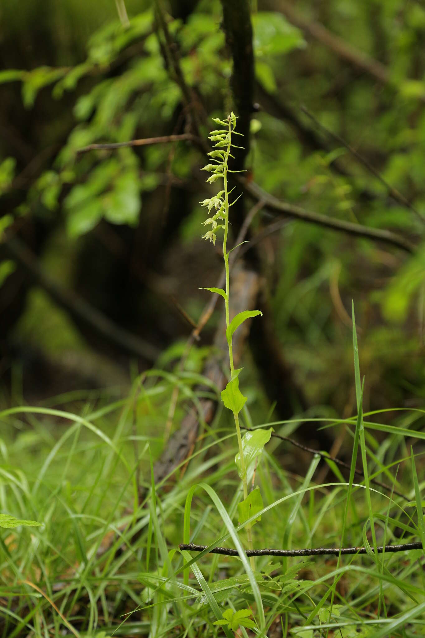 Imagem de Epipactis bugacensis Robatsch