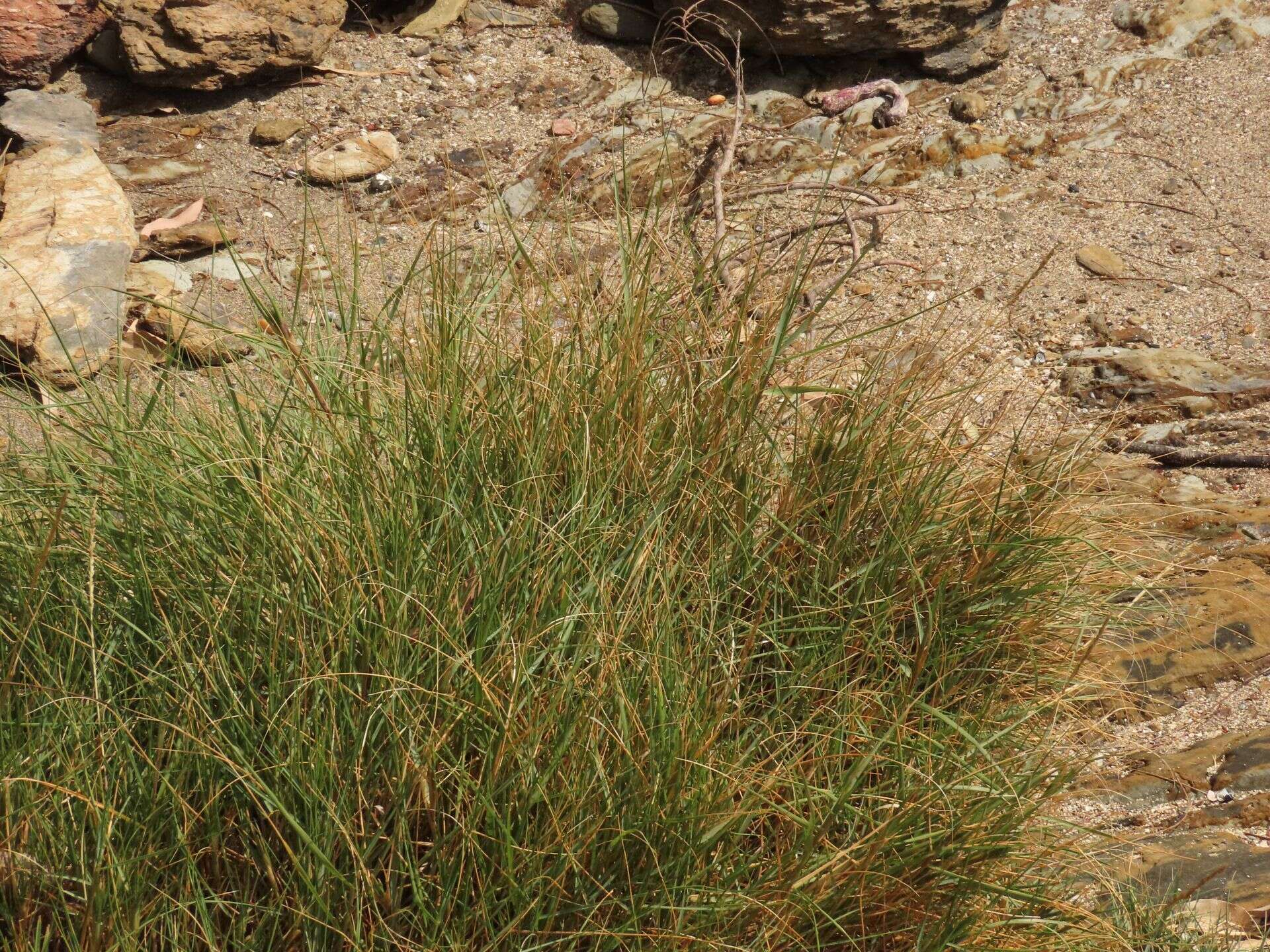 Image of seashore dropseed