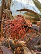 Image of Epidendrum anisatum Lex.