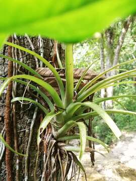 Image of Tillandsia capitata Griseb.