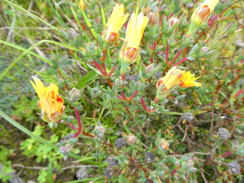 Image of Lampranthus glaucus (L.) N. E. Br.