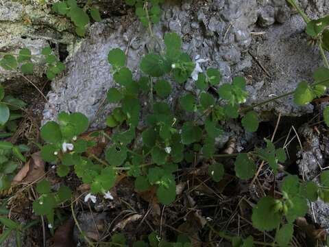 Image of Leucas chinensis (Retz.) Sm.