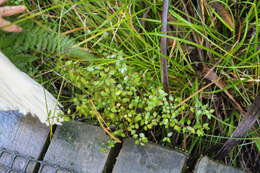 Image of Plagianthus cymosus Cockayne & Allan