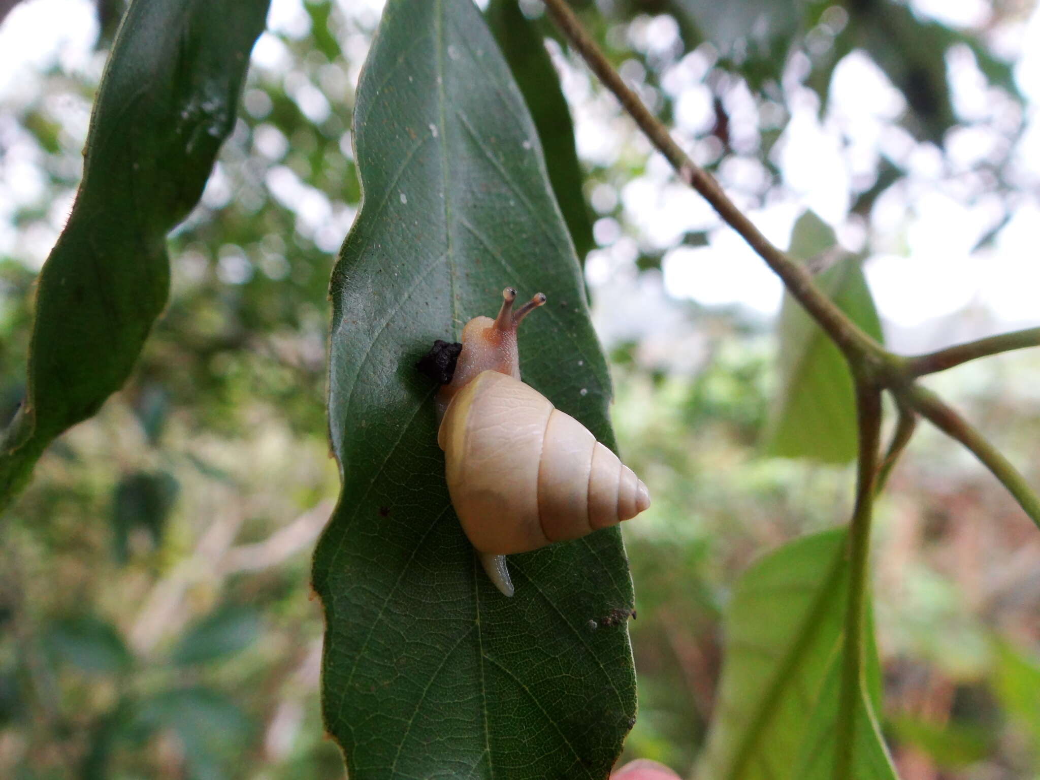 Image of Satsuma luteolella Wu, Hwang & Lin 2008