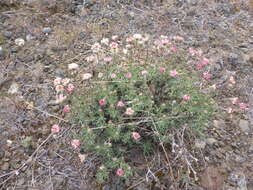 Image of thymeleaf buckwheat